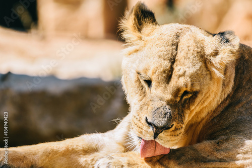 Fototapeta Naklejka Na Ścianę i Meble -  Closeup Portrait Of Female Lion