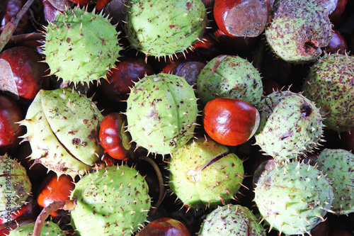 Wild whole chestnut chestnuts as texture background. Chestnut pattern closeup...
