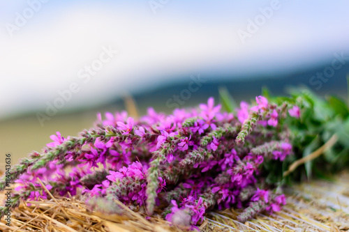 Purple flowers on a straw bale. Concept Background