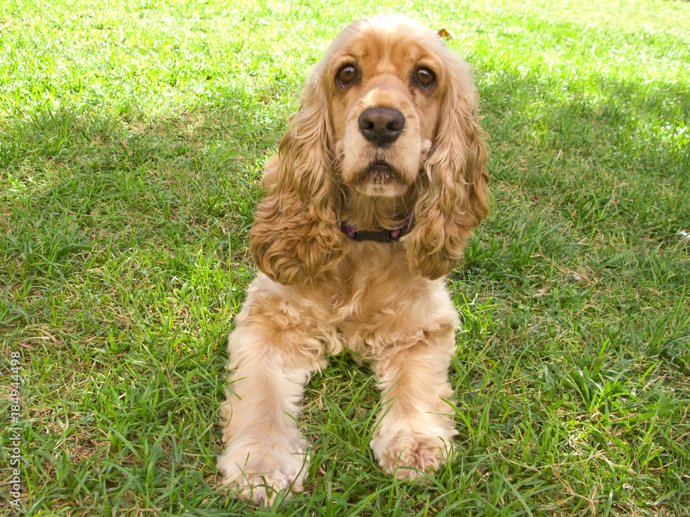 Cute american Cocker Spaniel puppy