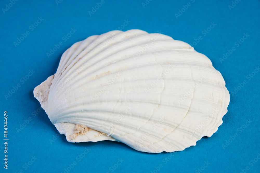 Fototapeta premium Close up of ocean shellfish sea shell