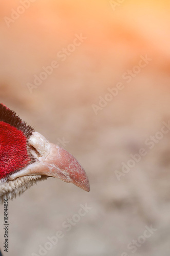 Close up image of pheasant red face. photo