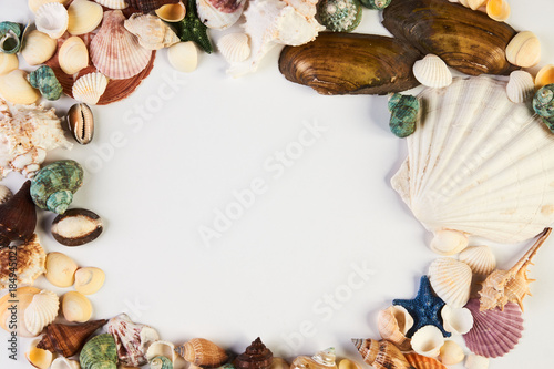 Sea shell frame