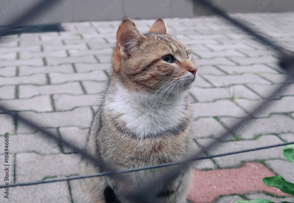 Fototapeta premium Cat