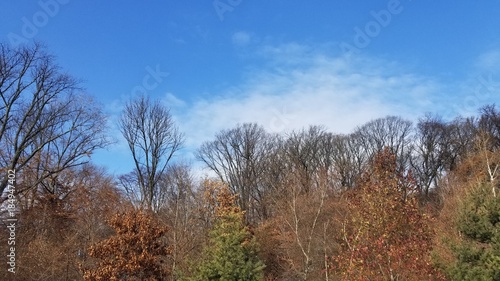 Winter Treetops