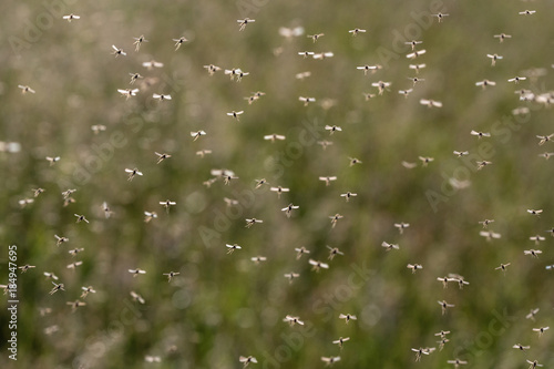 A swarm of flying mosquitoes against green background.