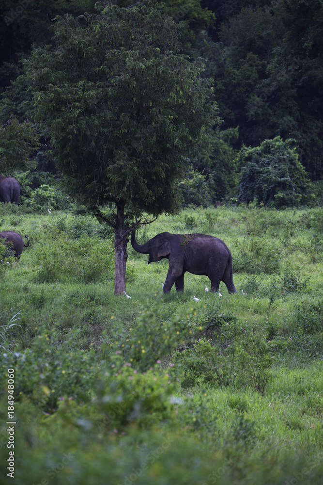 Fototapeta premium wild elephants live in deep forest at Kui Buri National Park, Thailand