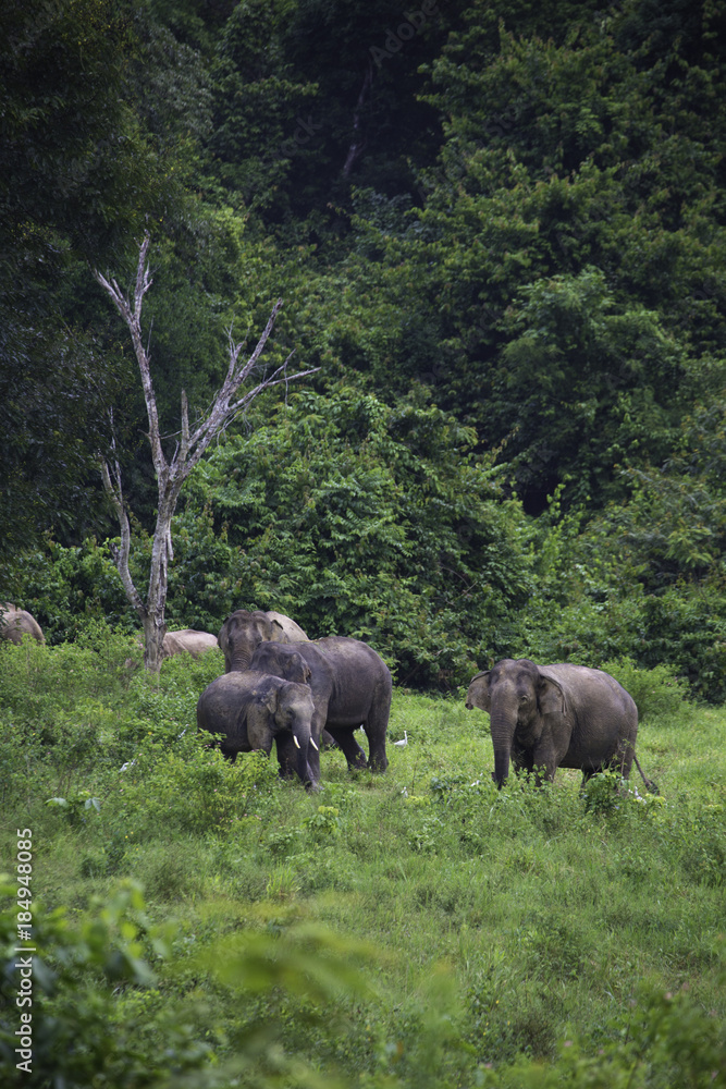 wild elephants live in deep forest at Kui Buri National Park, Thailand wild elephants live in deep forest at Kui Buri National Park, Thailand