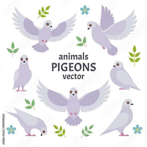 Pigeons collection. Vector illustration of white cartoon pigeon in different poses. Isolated on white background.