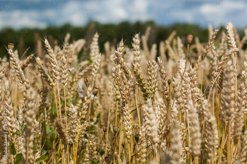 Mature yellow wheat ears in summer close-up. Mature yellow wheat ears in summer close-up.