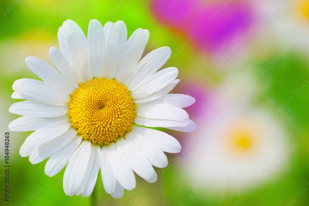 Fototapeta premium Chamomile among flowers