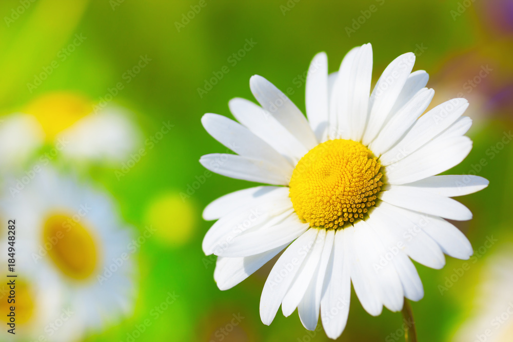 Fototapeta premium Chamomile among flowers
