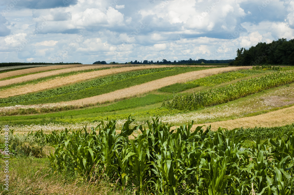 Landscape with various fields and a blue sky. Landscape with various fields and a blue sky.