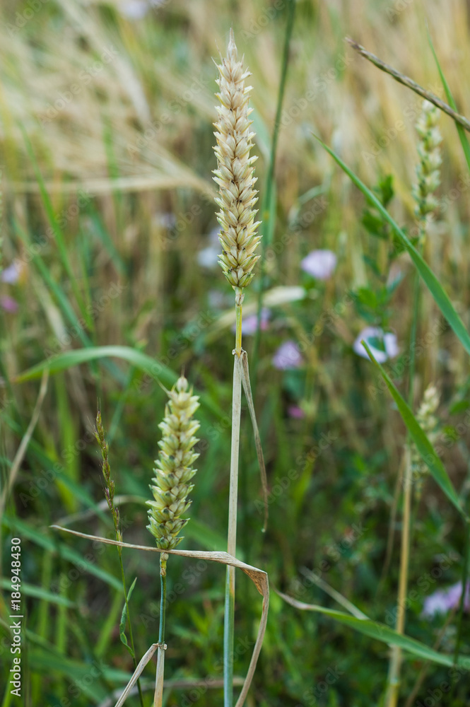 Mature yellow wheat ears in summer close-up. Mature yellow wheat ears in summer close-up.