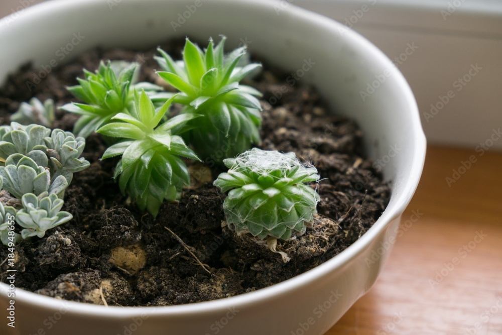 Succulents. Slovakia Succulents. Slovakia