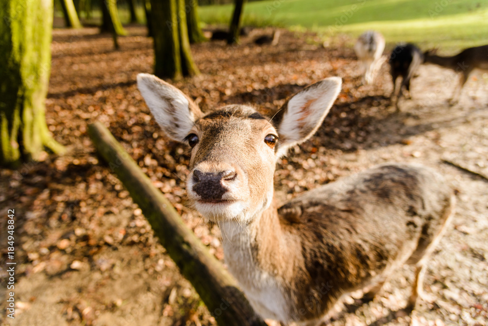 Deer in a Field