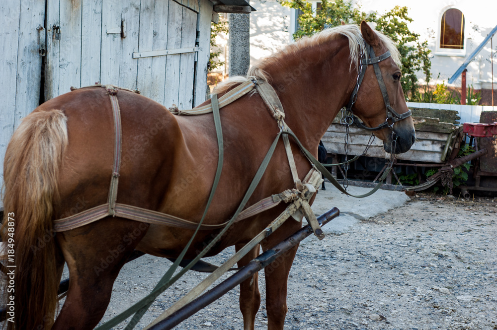 The brown horse is harnessed to the cart. The brown horse is harnessed to the cart.