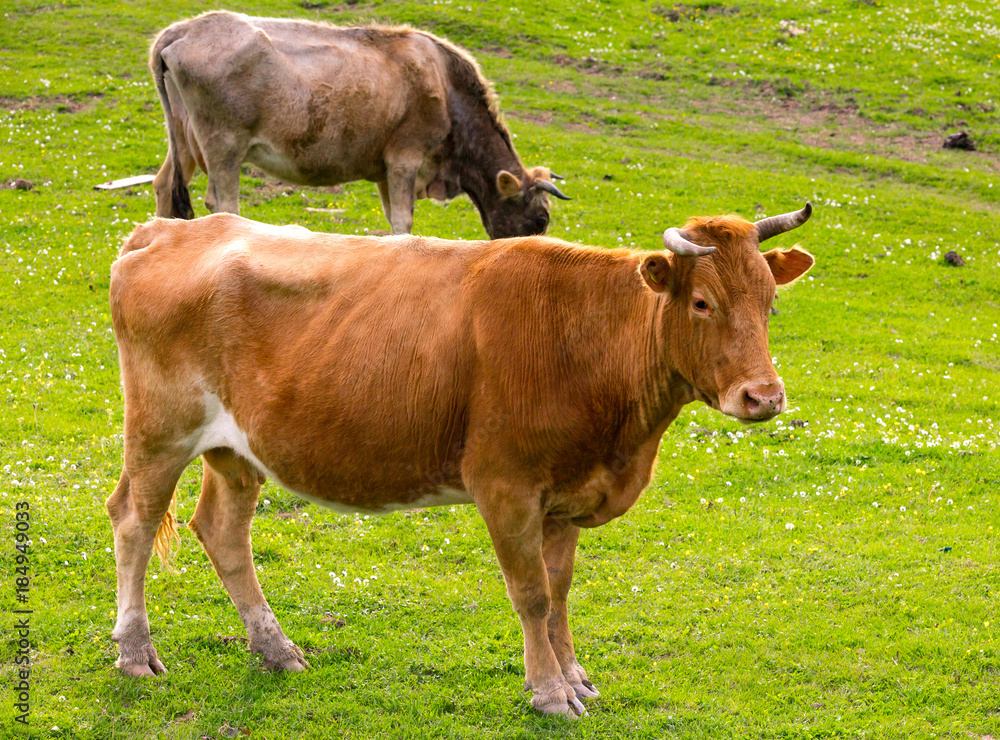 A graceful beautiful brown cow with horns grazes on a green meadow with other cows. Rural spring pasture landscape in Sochi, Russia.