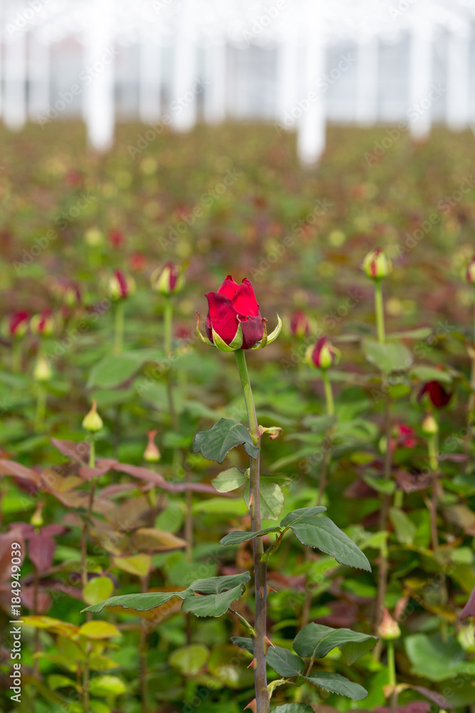MOERKAPELLE, WESTLAND, THE NETHERLANDS - JUNE 5, 2017: A fiedl of Red Roses growing in a greenhouse. MOERKAPELLE, WESTLAND, THE NETHERLANDS - JUNE 5, 2017: A fiedl of Red Roses growing in a greenhouse.