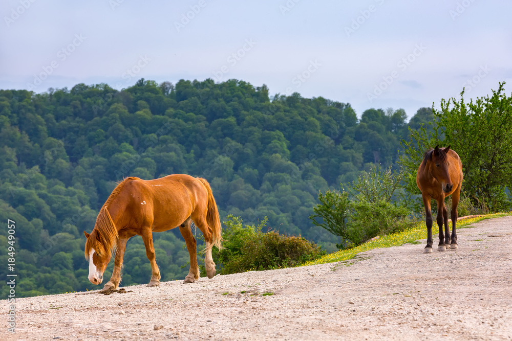 Two horses walk along a dirt road at the edge of a hill against a forest background in the summer. Rural spring pasture landscape in Sochi, Russia.