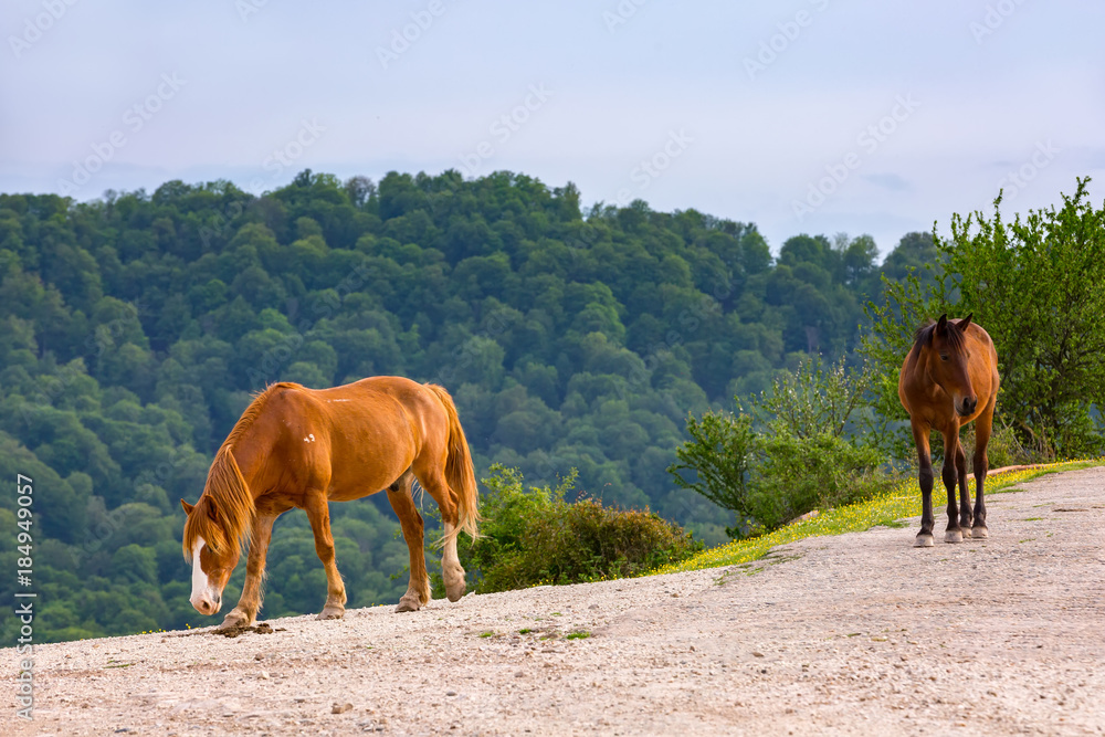 Obraz premium Two horses walk along a dirt road at the edge of a hill against a forest background in the summer. Rural spring pasture landscape in Sochi, Russia.