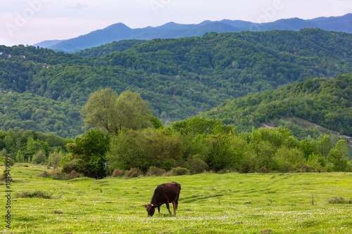A cow grazes on a green meadow against the backdrop of a forest on a slope. Rural spring pasture landscape in Sochi, Russia.