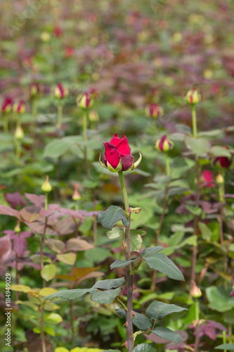 Detail of a ripe red Rose bud in a field of roses.