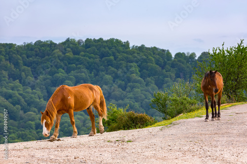 Two horses walk along a dirt road at the edge of a hill against a forest background in the summer. Rural spring pasture landscape in Sochi, Russia.