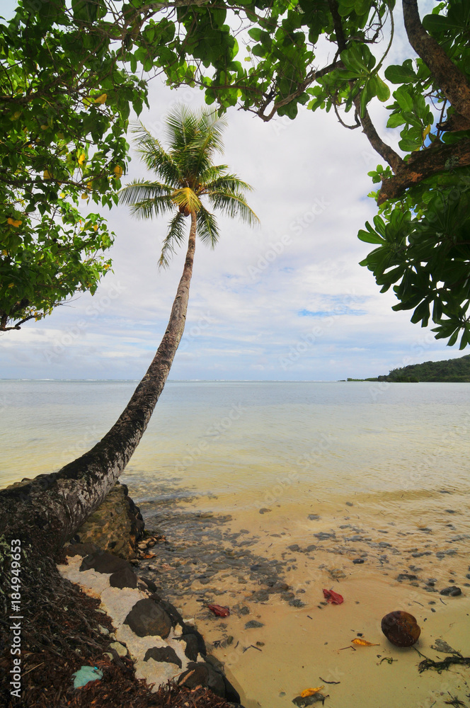 Naklejka Palm on the Pacific beach of the Kosrae island