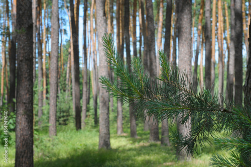 Fototapeta Naklejka Na Ścianę i Meble -  Green pine branch in the forest