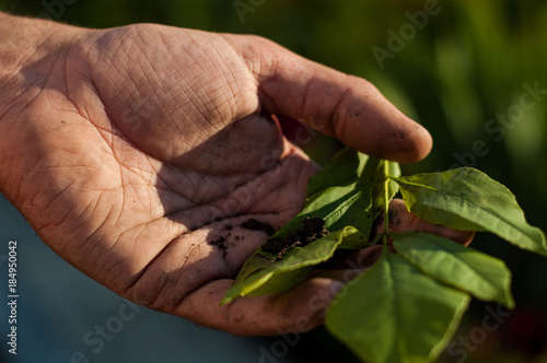 Hands of a man who works in the land above planting flowers.