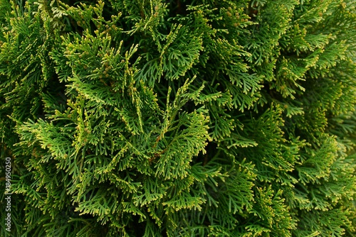 зелёные хвойные ветки на декоративном дереве на природе