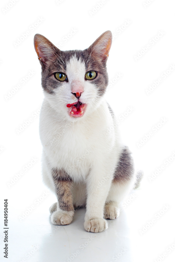 Domestic cat on isolated white studio background. Silver and grey and white pattern. Cat colors. Trained cute cat kitten. Domestic cats.