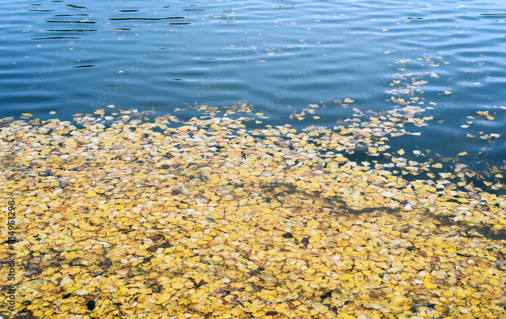 Water and Floating Biirch Leaves Water and Floating Biirch Leaves