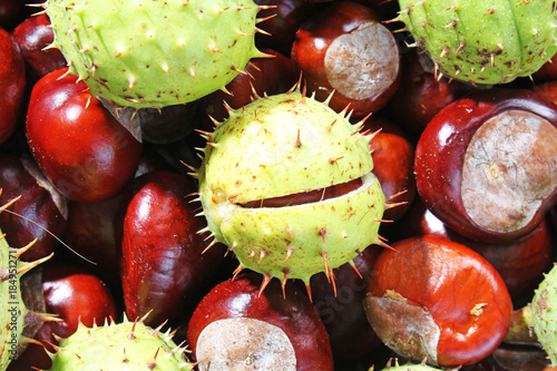 Wild whole chestnut chestnuts as texture background. Chestnut pattern closeup...