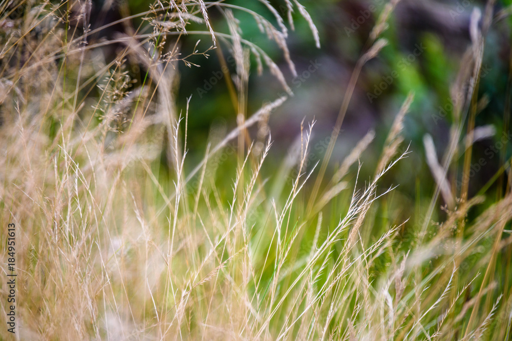 abstract lush of summer flowers and bents in evening sun abstract lush of summer flowers and bents in evening sun