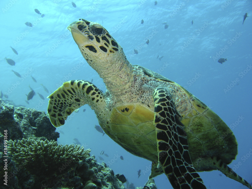 Obraz premium Green Sea Turtle