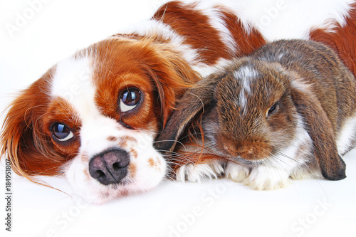 Animal friends. True pet friends. Dog rabbit bunny lop animals together on isolated white studio background. Pets love each other. Cute. © TrainedPets