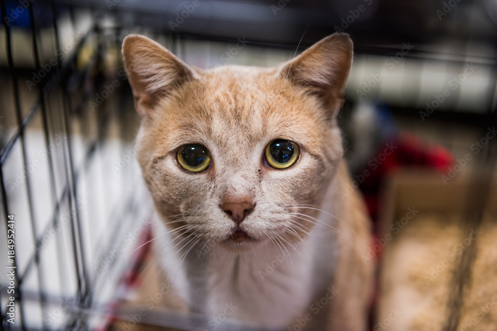 Fototapeta premium Bardzo smutny portret kota z dużymi oczami w klatce czeka na adopcję