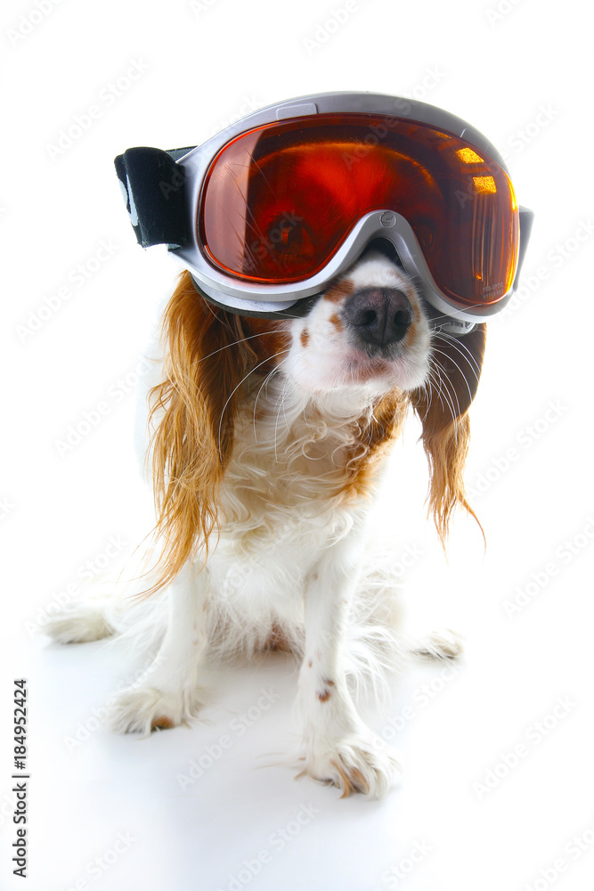 Dog with skiing ski eyewear sunglasses accessories. Cute illustration.  Trained pets animals. Dog wearing ski mask. Stock-Foto | Adobe Stock