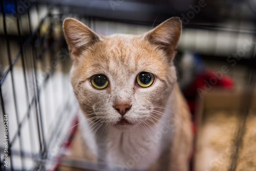 Fototapeta Naklejka Na Ścianę i Meble -  Very sad cat portrait with big eyes in cage waiting for adoption