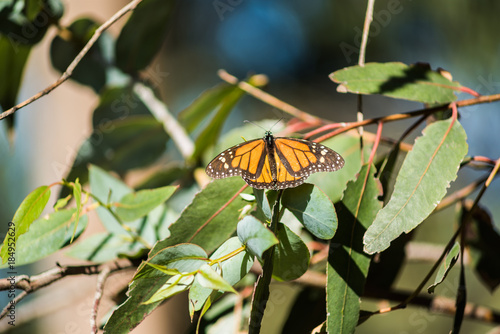 Orange Monarch butterfly on eucalyptus tree leaves in Pismo Beach, California