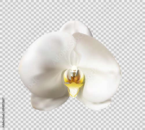 Flowers of the Orchid White Vector Illustration