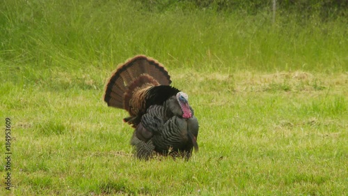 Wild turkey in meadow