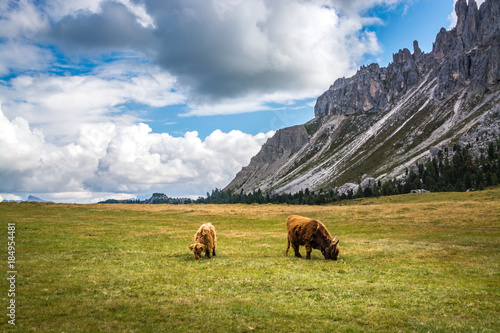 Cows Grazing in a Meadow at the Foothill of Sasso Putia Mountain in Italy