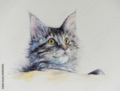 Young cute Maine Coon portr...