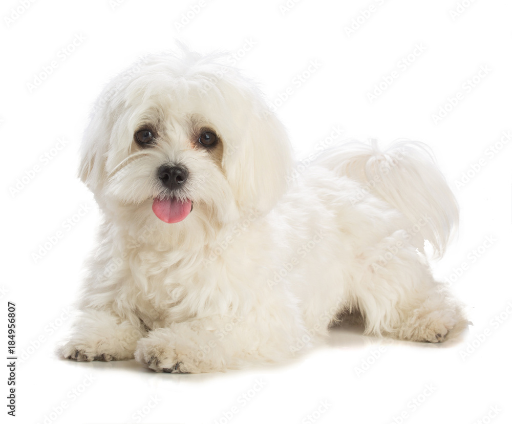 Lovely bichon on white background