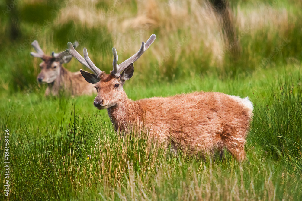 Deer in Highland Wildlife Park in Scotland Deer in Highland Wildlife Park in Scotland