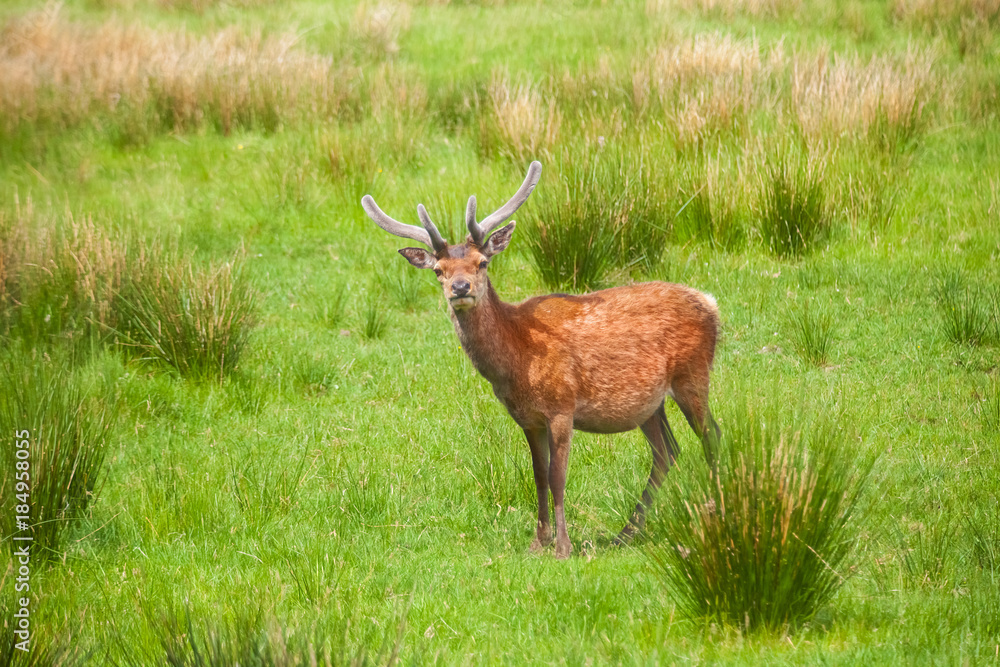 Deer in Highland Wildlife Park in Scotland Deer in Highland Wildlife Park in Scotland