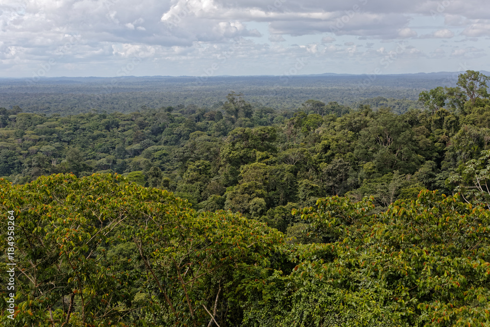 La forêt amazonienne à perte de vue, des hauteurs da la montagne Bellevue dans le bourg de Cacao en Guyane française